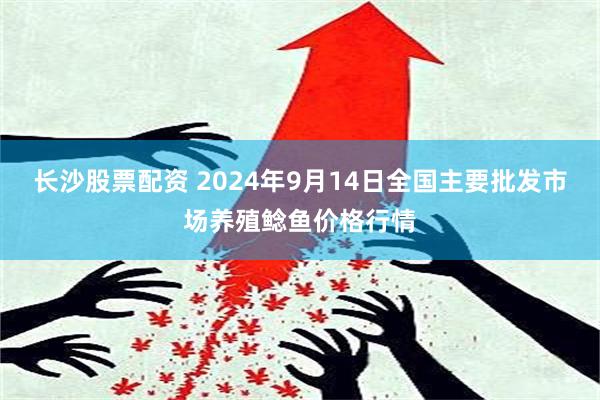 长沙股票配资 2024年9月14日全国主要批发市场养殖鲶鱼价格行情